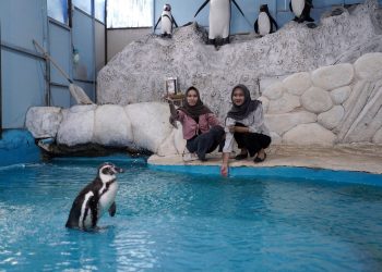 Eco Active Park Hadirkan Feeding Penguin Humboldt, Edukasi Interaktif Mengenal Satwa, Habitat, Dan Konservasi