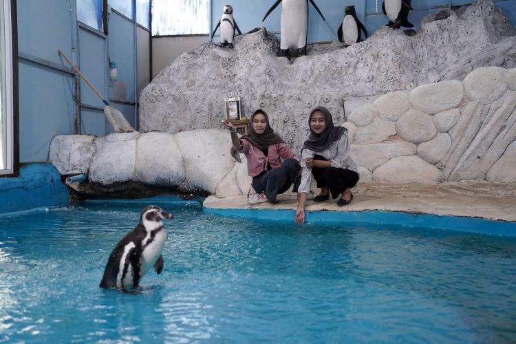 Eco Active Park Hadirkan Feeding Penguin Humboldt, Edukasi Interaktif Mengenal Satwa, Habitat, Dan Konservasi