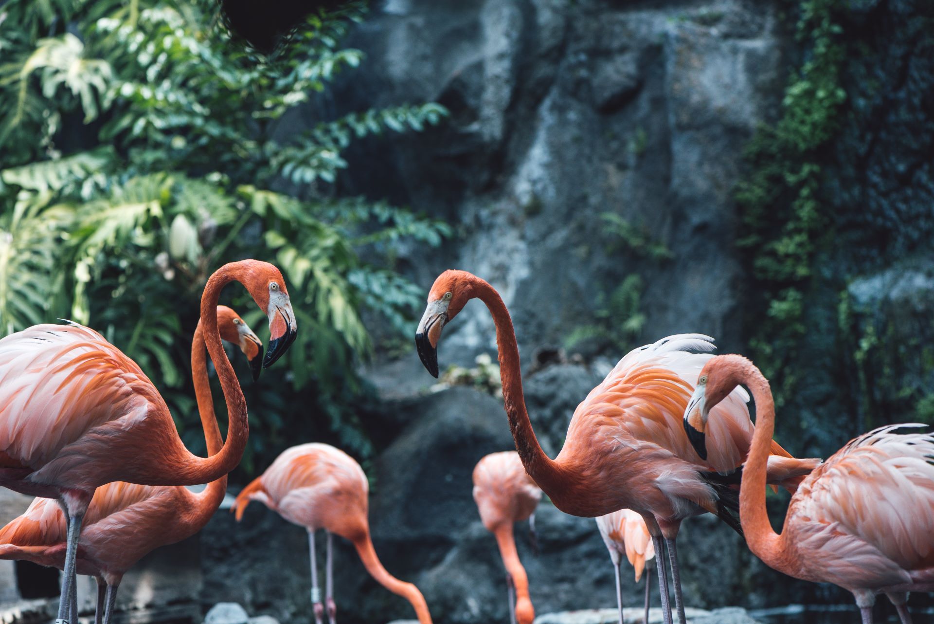 Amati Anggunnya Greater Flamingo Di Eco Active Park! Bulu Pinknya Berasal Dari Makanan, Dan Ia Berdiri 1 Kaki Untuk Hemat Energi