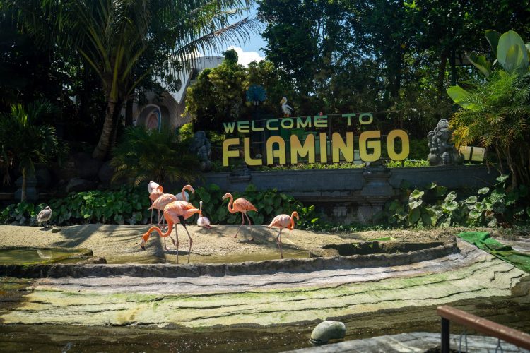 Flamingo Eco Active Park