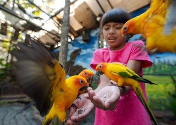 Belajar Tentang Burung Di Area World Of Parrot Eco Green Park Siapa Mau