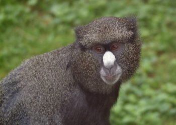 Ini Dia Sosok Greater Spot Nosed Guenon Koleksi Batu Secret Zoo Jawa Timur Park 2