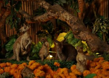 Punya Ciri Khas Unik Awetan Kangguru Di Museum Satwa Jtp 2 Menggemaskan