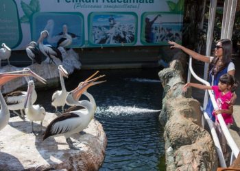 Ramah Dengan Pengunjung Yuk Coba Feeding Pelican Kacamata Di Eco Green Park