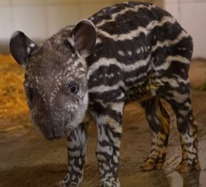 Baby Brazilian Tapir