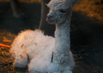 Baby Alpaca Batu Secret Zoo