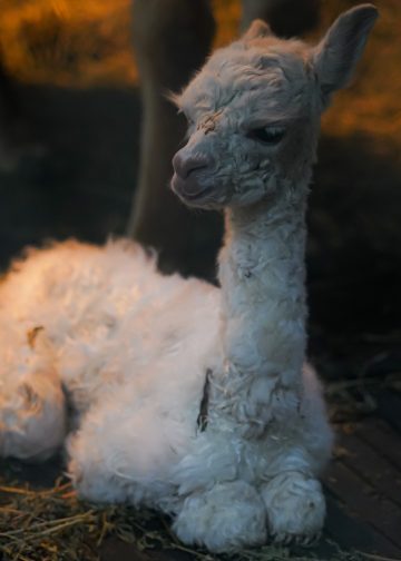 Baby Alpaca Batu Secret Zoo