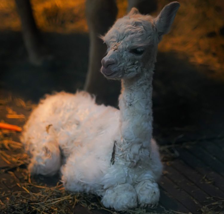 Baby Alpaca Batu Secret Zoo