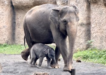 Bayi Gajah Baru Lahir Di Batu Secret Zoo, Jatimpark 2