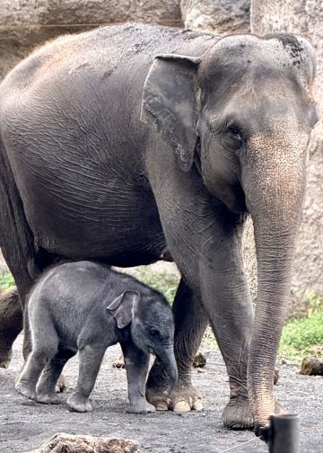 Bayi Gajah Baru Lahir Di Batu Secret Zoo, Jatimpark 2
