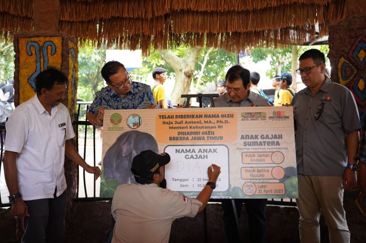 “Diah” Adalah Nama Yang Diberikan Oleh Menteri Kehutanan Republik Indonesia, Bapak Raja Juli Antoni, Ma., Ph.d.