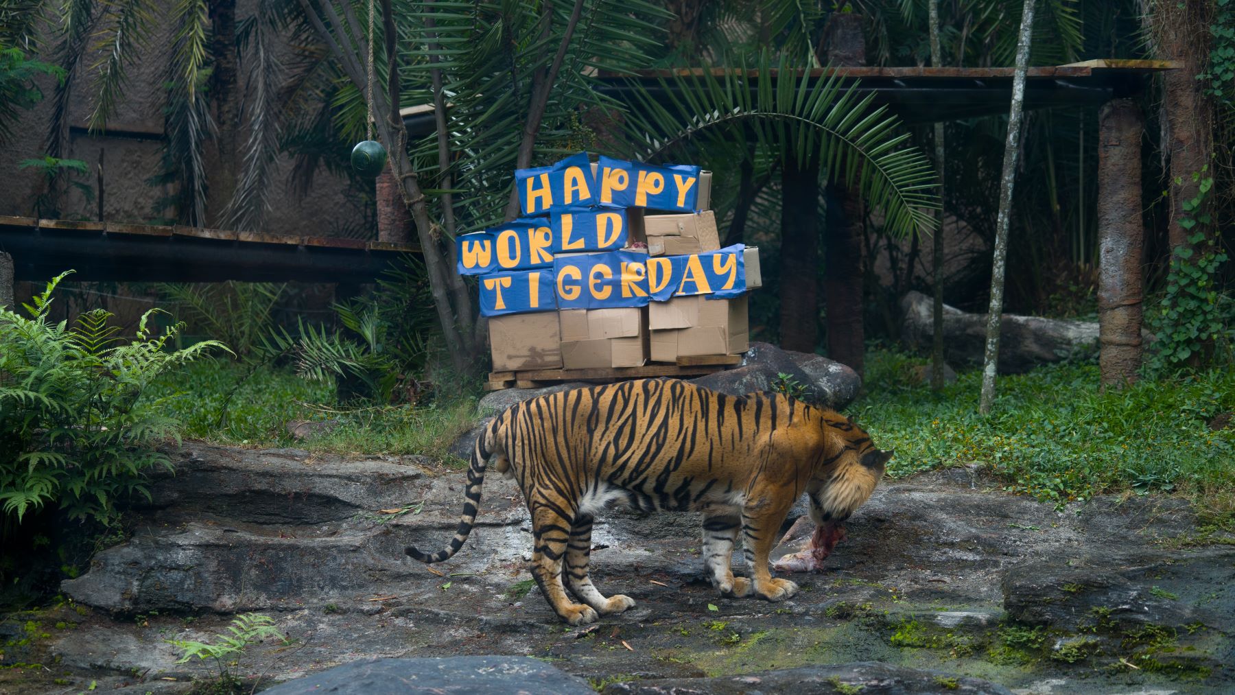 Happy World Tiger Day