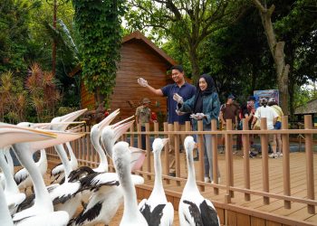 Feeding Pelican Hadir Di Batu Secret Zoo, Tambah Pengalaman Interaksi Satwa Di Jawa Timur Park 2