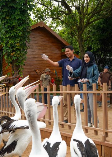 Feeding Pelican Hadir Di Batu Secret Zoo, Tambah Pengalaman Interaksi Satwa Di Jawa Timur Park 2