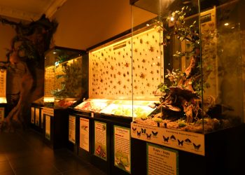 Area Insecta Museum Satwa, Wisata Edukasi Yang Mengajak Pengunjung Mengenal Dunia Serangga