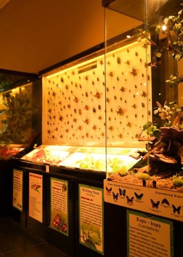 Area Insecta Museum Satwa, Wisata Edukasi Yang Mengajak Pengunjung Mengenal Dunia Serangga