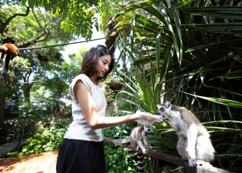 Lemur Kingdom, Pengalaman Bertemu Lemur Batu Secret Zoo Jatim Park 2