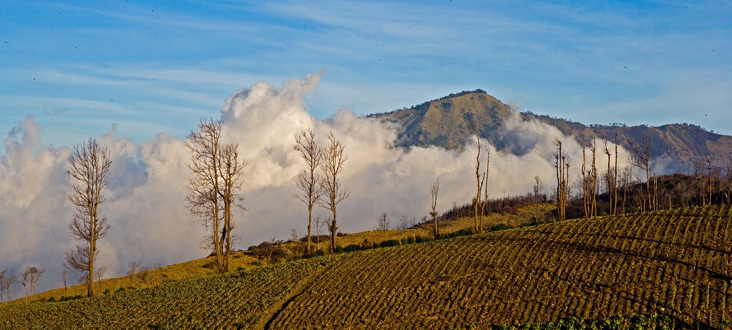 Bromo 5