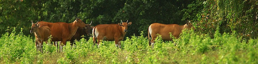 Alas Purwo National Park Resort Ijen