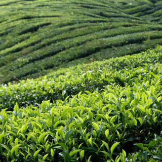 Beyond Probolinggo 3