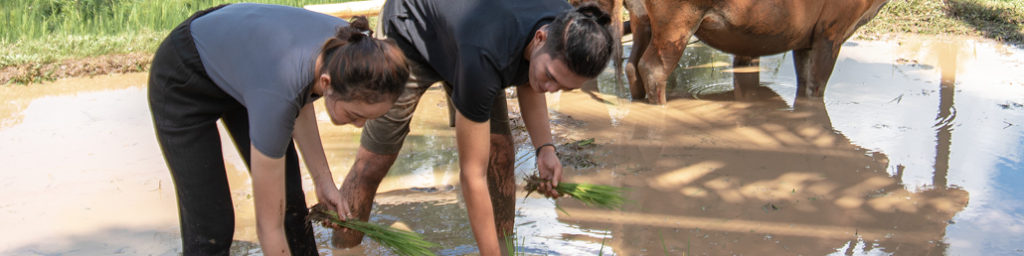 Rice Planting Activities Jjri