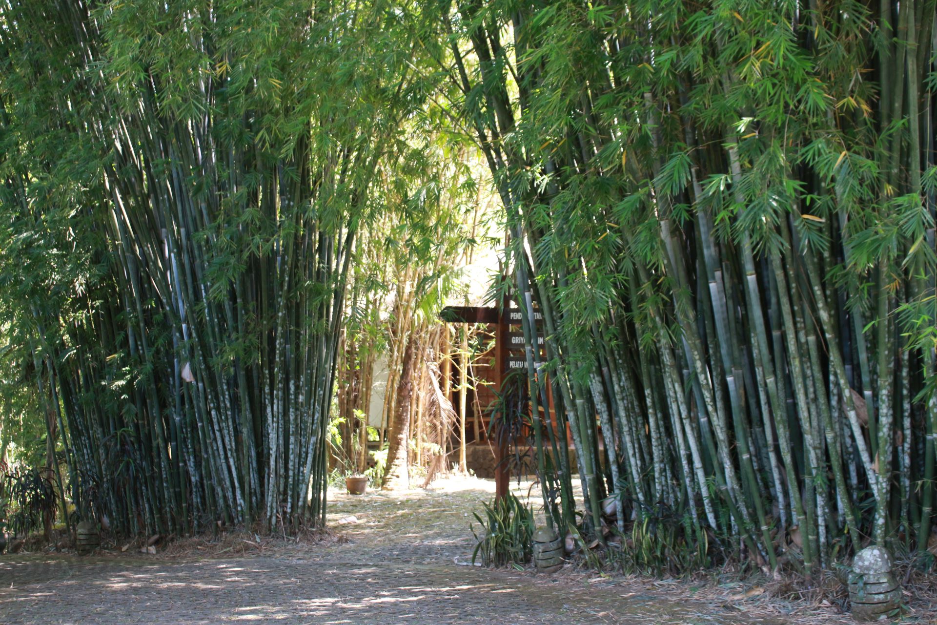 Arboretum Bambu