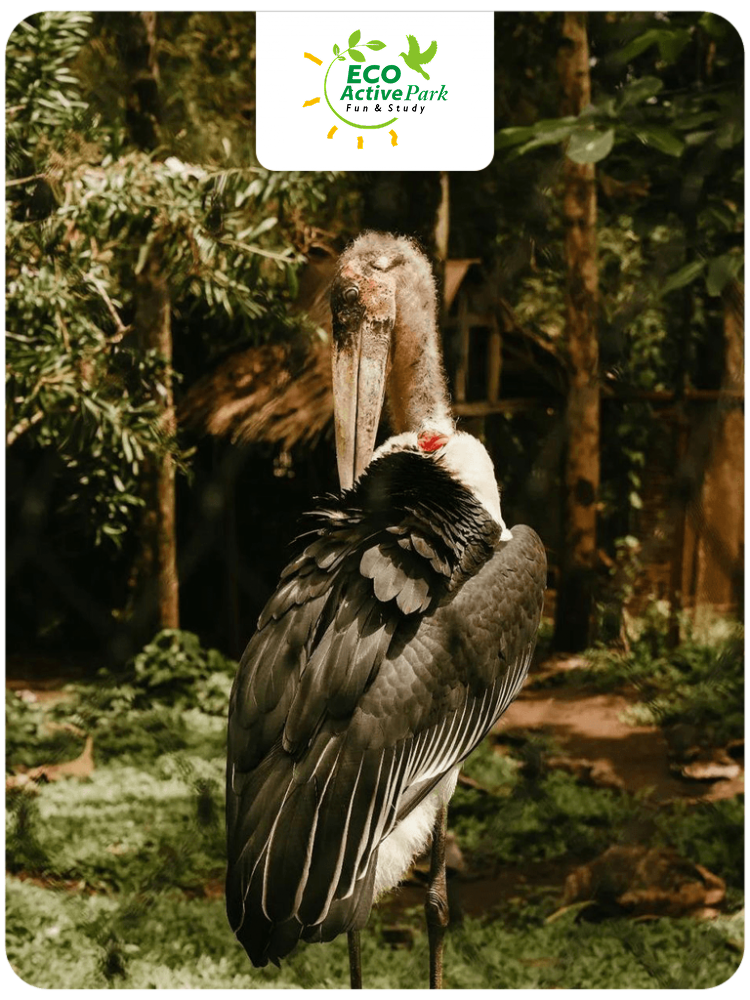 Eco Active Park Desktop