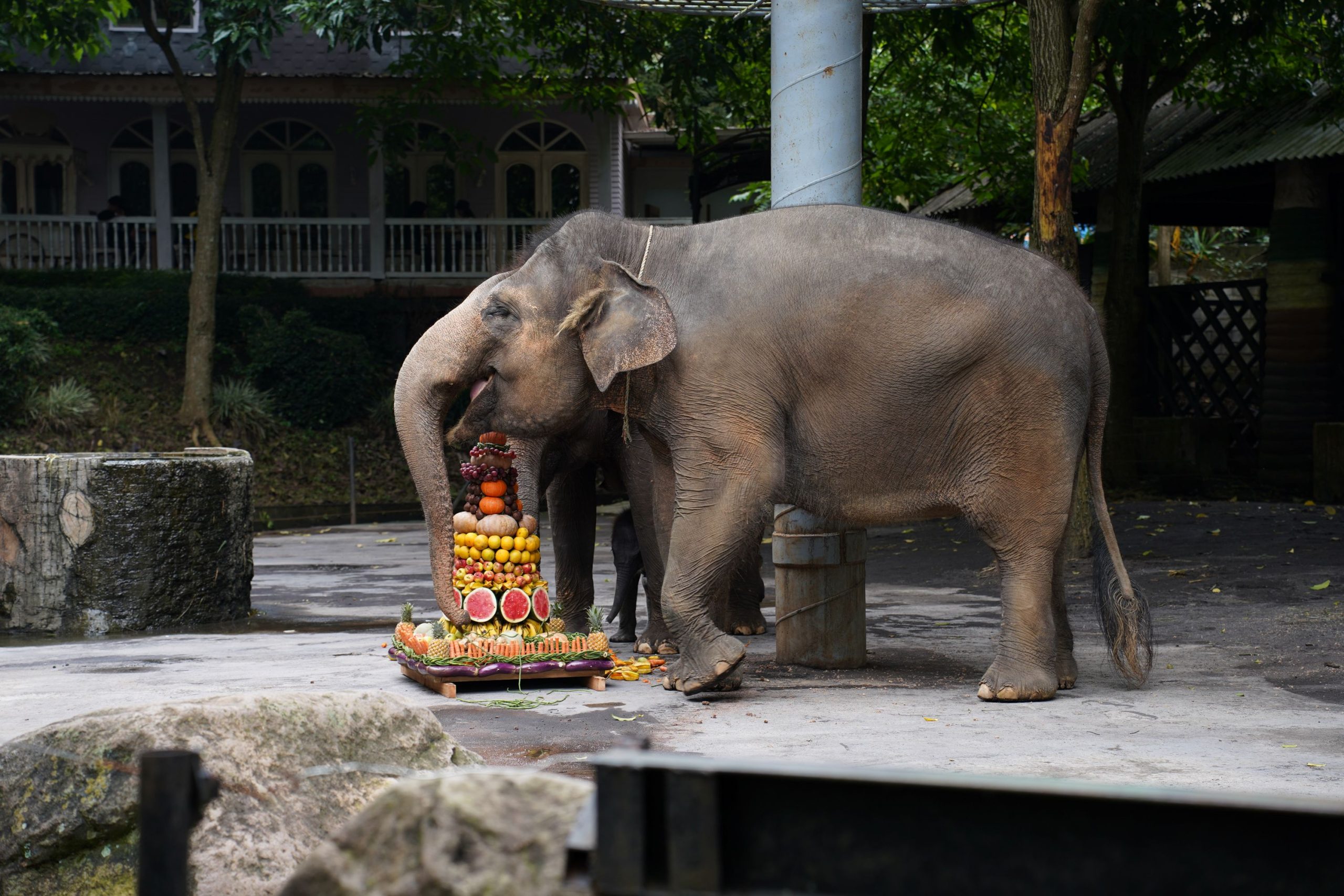 Batu Secret Zoo Jawa Timur Park 2 Dengan Bangga Memperkenalkan Anak Gajah Yang Baru Saja Lahir Di Batu Secret Zoo
