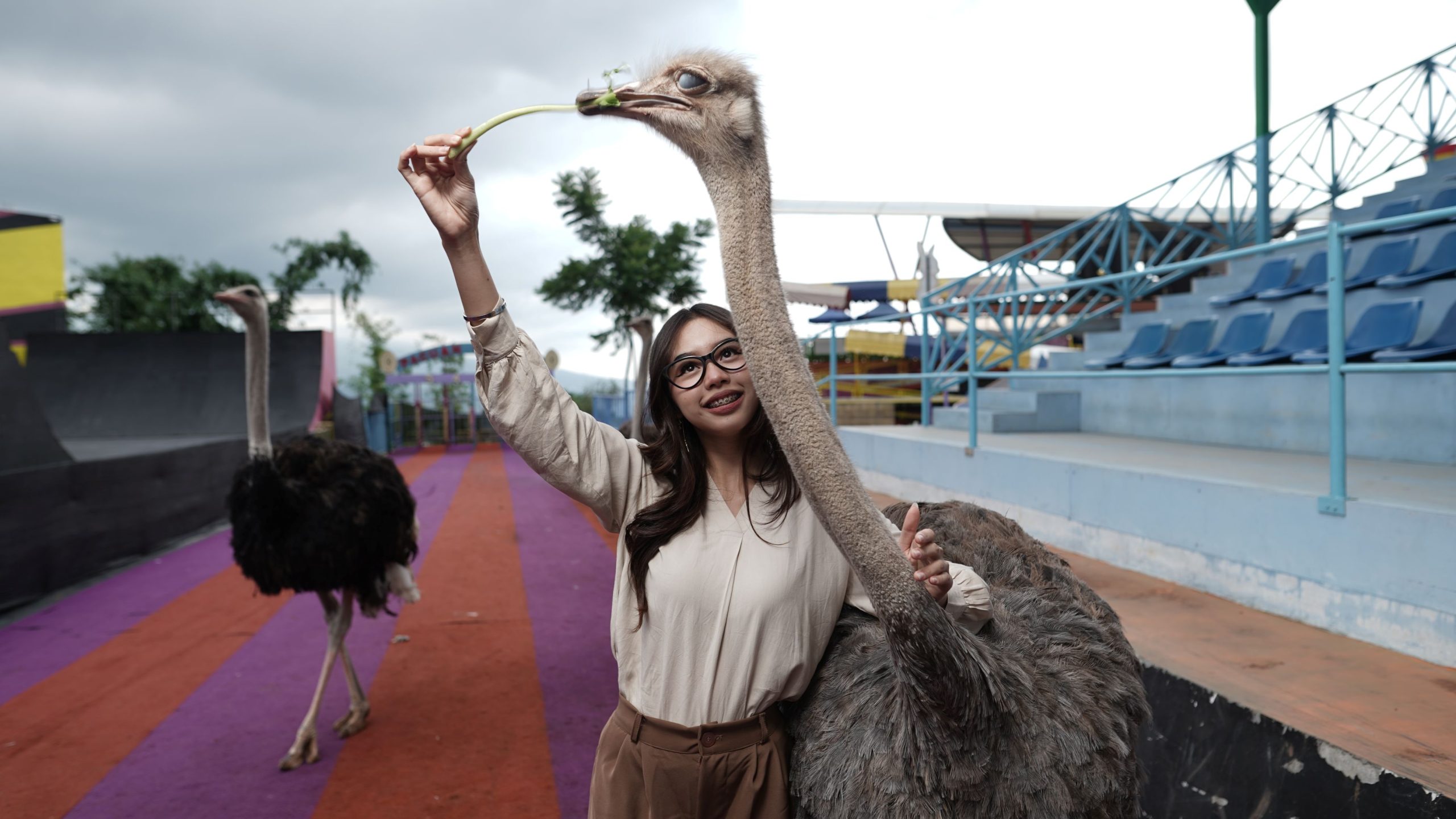 Drive Thru Park Ajak Pengunjung Mengenal Burung Unta Lebih Dekat Melalui Ostrich Interaction