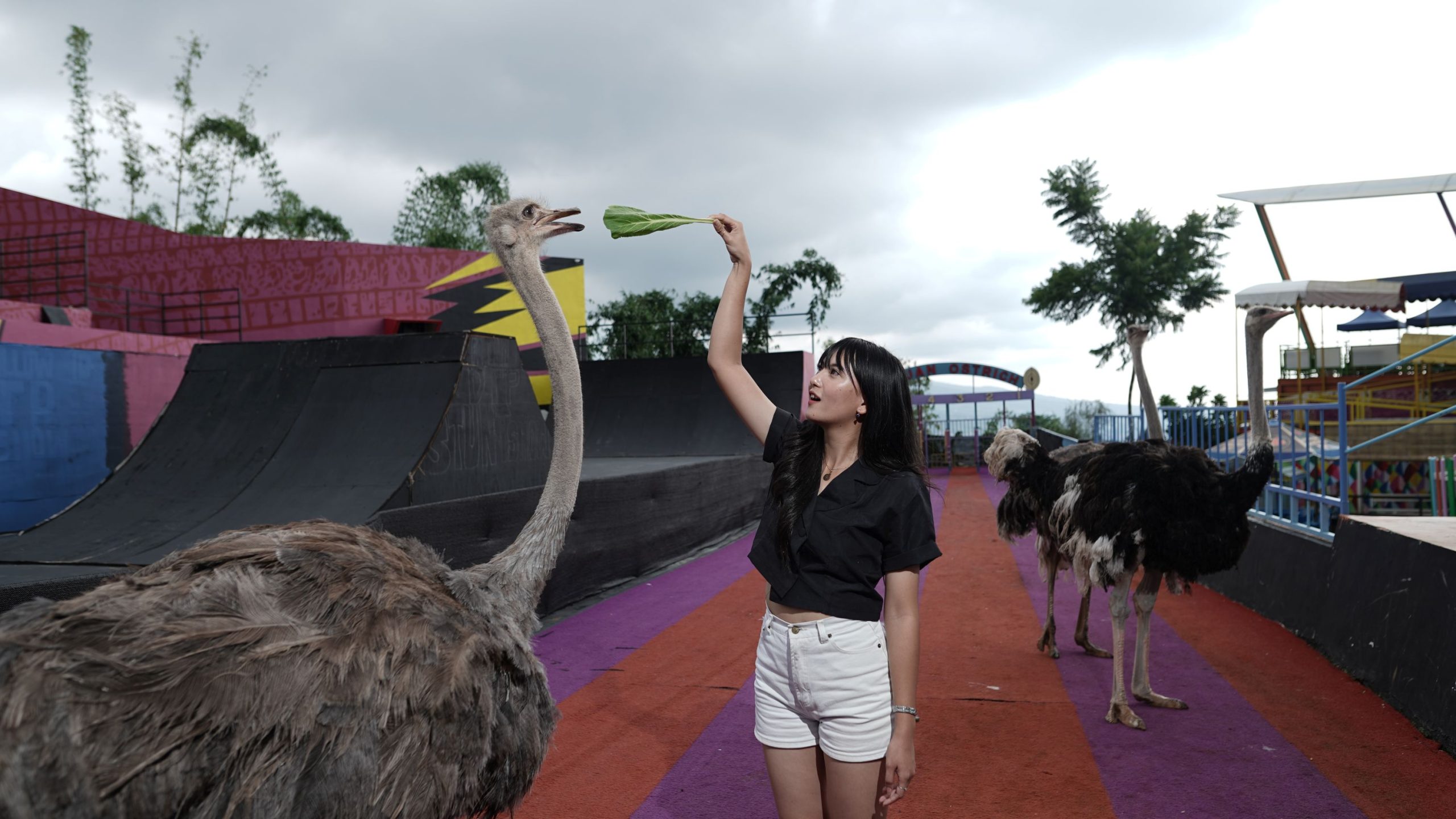 Mengenal Burung Unta Lebih Dekat Melalui Ostrich Interaction