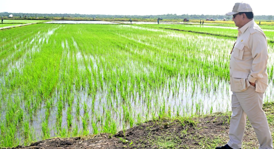 Presiden Prabowo Tinjau Langsung Panen Padi di Merauke
