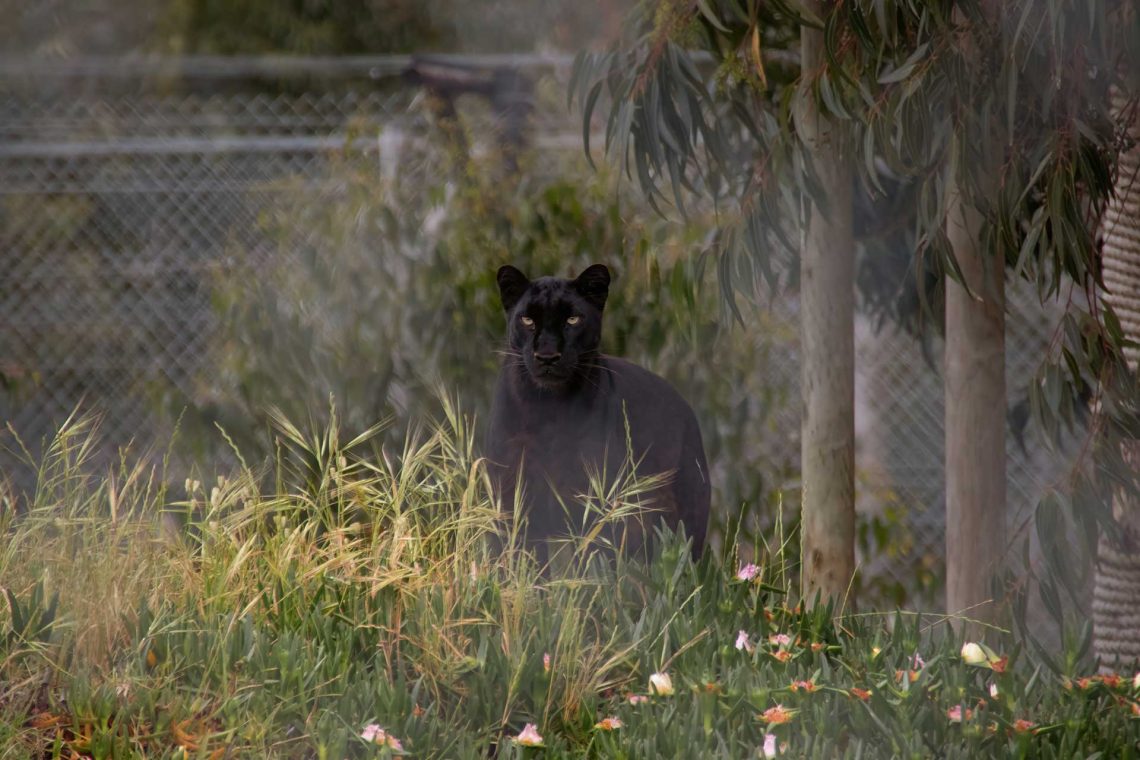 Black Panther alias Macan Kumbang