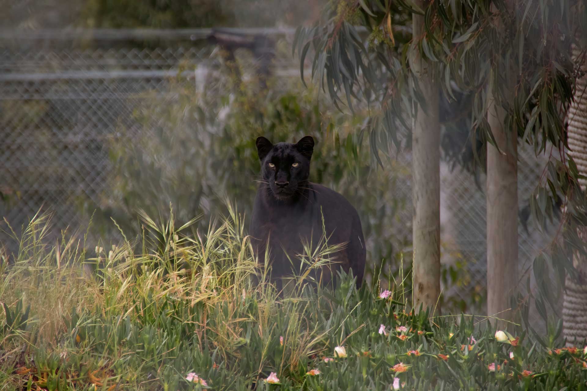 Black Panther alias Macan Kumbang