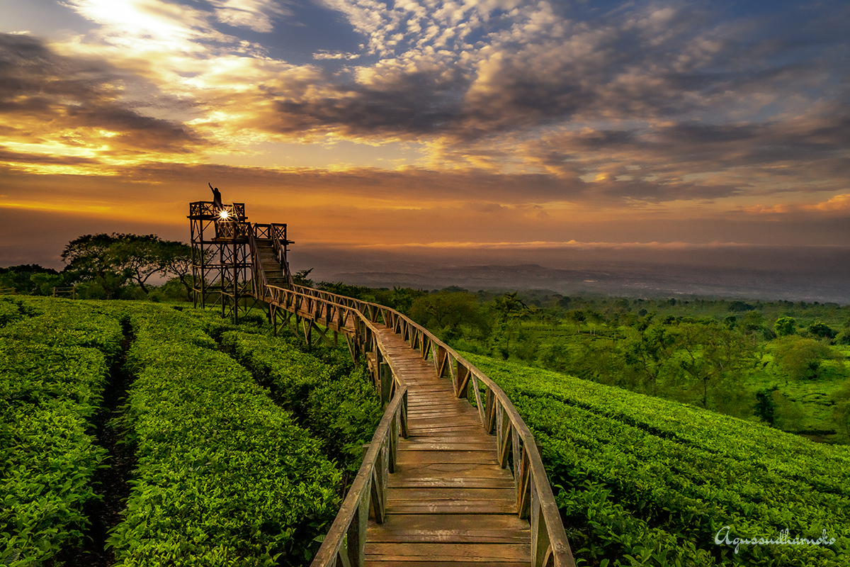 Bukit Kuneer – Kebun Teh Wonosari Bukit Kuneer – Kebun Teh Wonosari