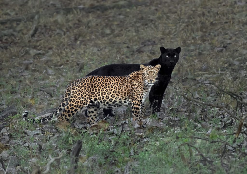 Foto yang sempat menggemparkan internet, black panther dan leopard Foto yang sempat menggemparkan internet, black panther dan leopard