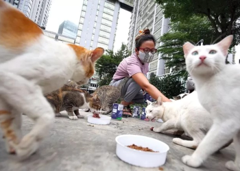Kegiatan Street Feeding yang sering kali dilakukan oleh catlovers