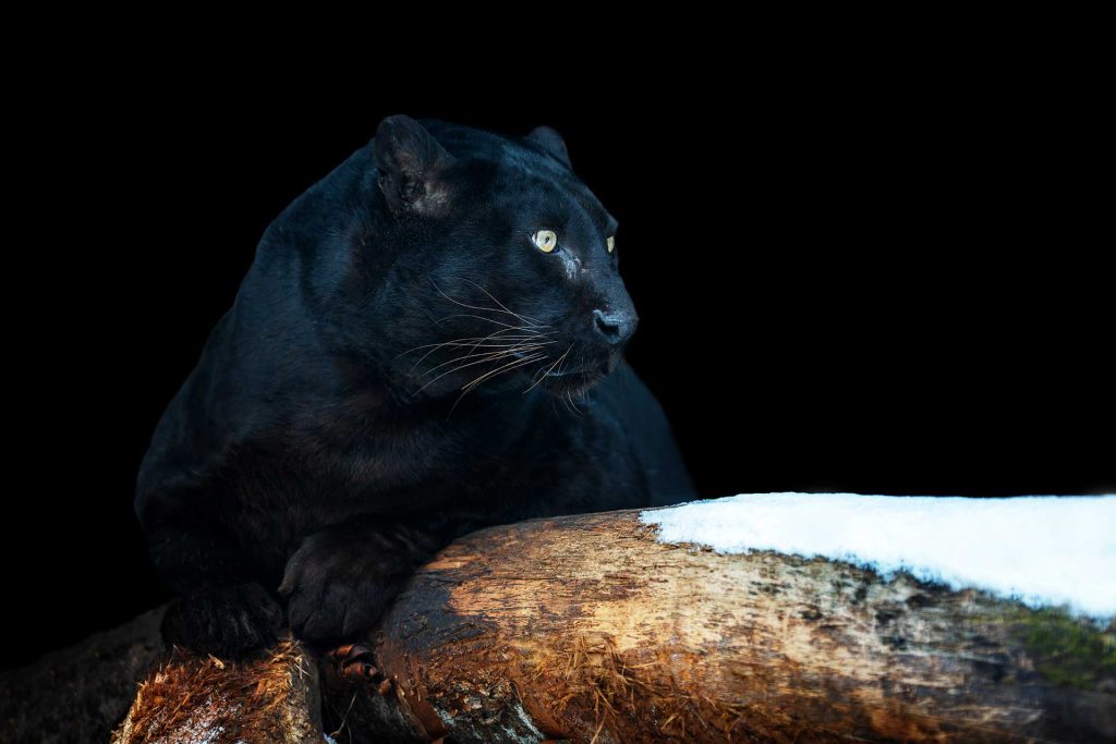 seriously mysterious seriously mysterious