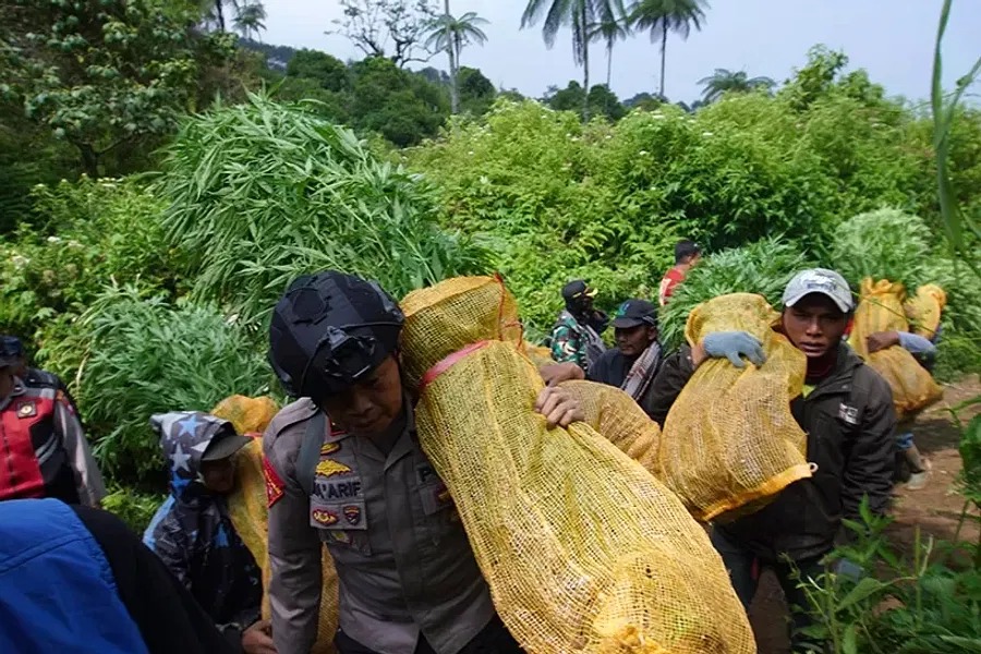 Aparat Kepolisian Menemukan Ladang Ganja di Gunung Bromo