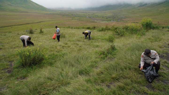 Ladang Ganja di Gunung Bromo