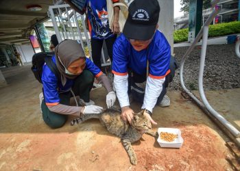 Jelang Hari Rabies Sedunia Puluhan Kucing Liar Di Blok M