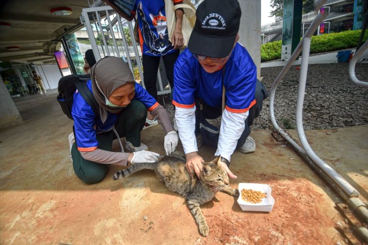 Jelang Hari Rabies Sedunia Puluhan Kucing Liar Di Blok M