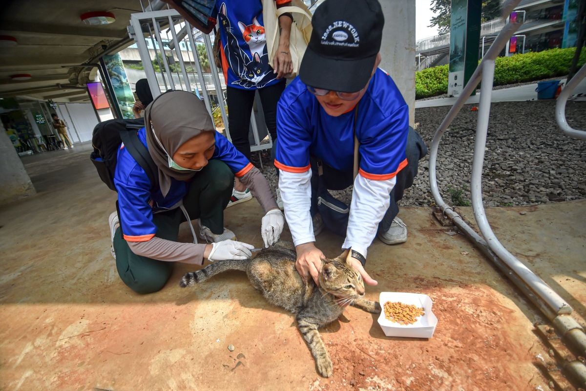 Jelang Hari Rabies Sedunia Puluhan Kucing Liar Di Blok M