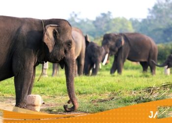 Kebakaran Hutan Meluas Makin Mendekati Pusat Latihan Gajah Way Kambas