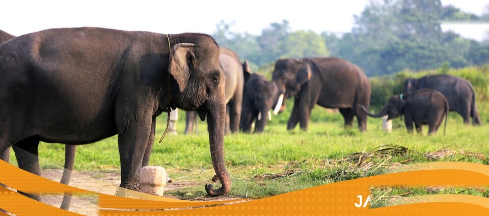 Kebakaran Hutan Meluas Makin Mendekati Pusat Latihan Gajah Way Kambas