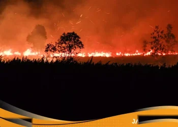 Kebakaran Hutan Meluas Prabowo Bidik Pembatalan Aturan Daerah Yang Izinkan