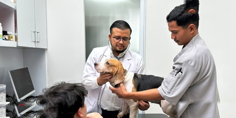 Kendalikan Rabies, Mirjawal Tekankan Penguatan Sistem dan Kolaborasi Lintas Sektor