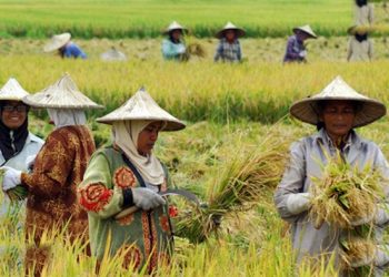 Kunci Utama Regenerasi Petani Nasional Terletak Pada Jaminan Kesejahteraan
