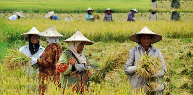 Kunci Utama Regenerasi Petani Nasional Terletak Pada Jaminan Kesejahteraan