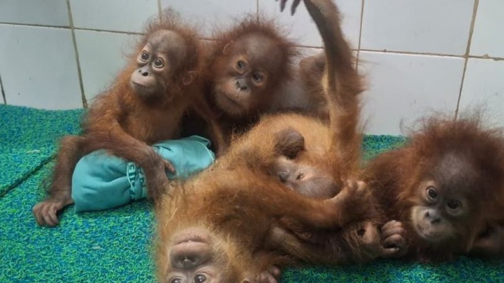 Misteri Bayi Orangutan Di India Diduga Selundupan Dari Indonesia Malaysia.jpg