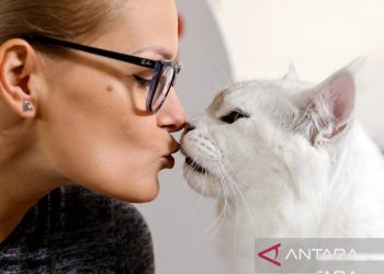 Ratusan Kucing Dari 30 Ras Bersaing Unjuk Pesona Di Panggung